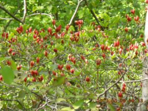 27.5.9綺麗な新芽