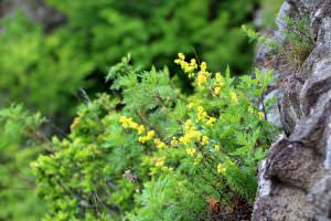 27.6.9 崖に咲く花 村本