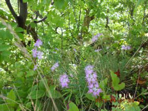 27.8.1山道植物1