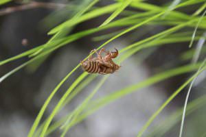 27.8.3　セミの抜け殻