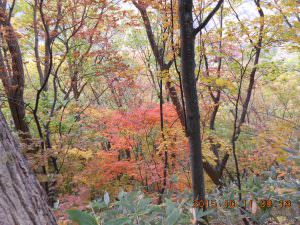 27.10.11山道紅葉