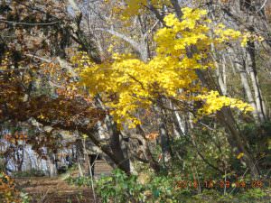 27.10.29登山道入口銀杏